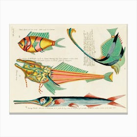 Colourful And Surreal Illustrations Of Fishes Found In Moluccas (Indonesia) And The East Indies,, Louis Renard(91) Canvas Print