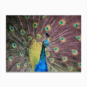 Proud Purple Peacock Canvas Print