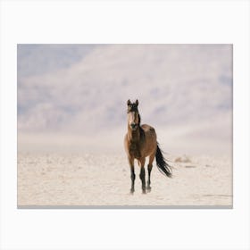 Horse On Horizon Canvas Print