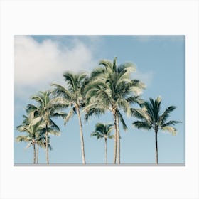 Palm Trees On Kauai In Hawaii Canvas Print