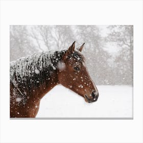 Snowy Winter Horse Canvas Print