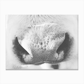 Cow Nose Canvas Print