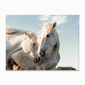Two Grey Horses Canvas Print
