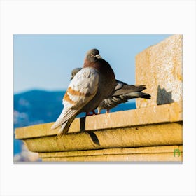 Pigeons 20210320 83ppub Canvas Print