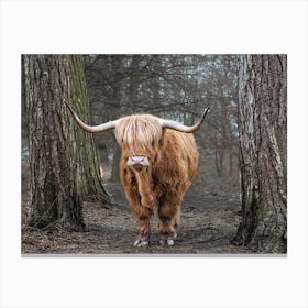 Highland Cow 3 Canvas Print