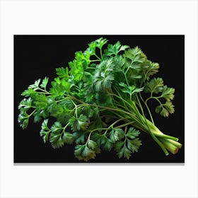 Fresh Green Parsley Bunch On Black Background Canvas Print