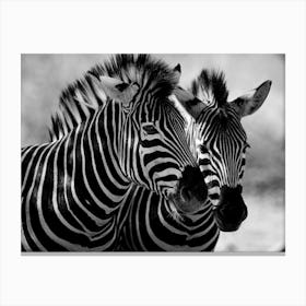 Zebras Canvas Print