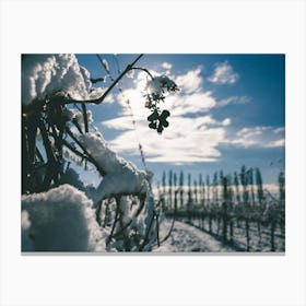 Unitltled 05 - Snow in the Vineyard Series Canvas Print