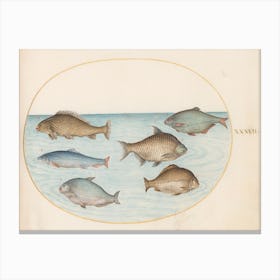 Aquatic And Shellfish Animals, Joris Hoefnagel (3) Canvas Print