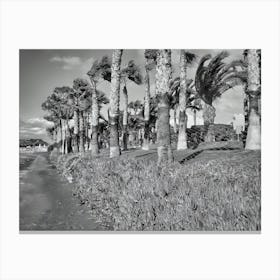 Palm Trees On The Beach Stampe su tela