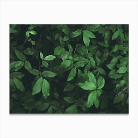 Some Greenery Canvas Print