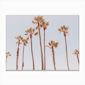 Palms Summer Print