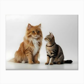 Cats On White 4 Canvas Print