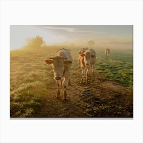 Morning Sunrise and the Cows Canvas Print