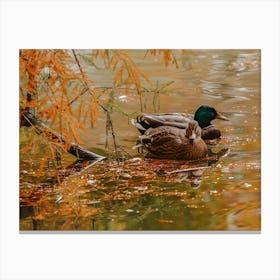 Ducks On Lake Canvas Print