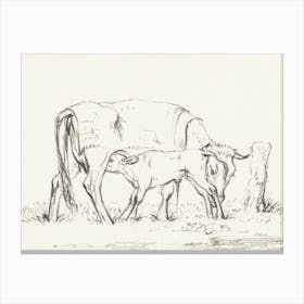 Calf Drinking With His Mother, Jean Bernard Canvas Print