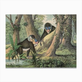 Vintage Kolb 3 Tafel 41 Mandrill Canvas Print