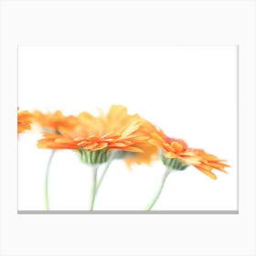 Blooming beauties peach gerberas in pastel orange and white stillife - modern flowers, nature photography by Christa Stroo Canvas Print