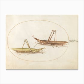 Two Grasshoppers, Joris Hoefnagel Canvas Print