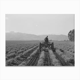 Salinas, California, Intercontinental Rubber Producers,Cultivating Two Year Old Guayule Plants, This Is The Only Plac Canvas Print