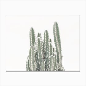 Group Of Cactus Canvas Print