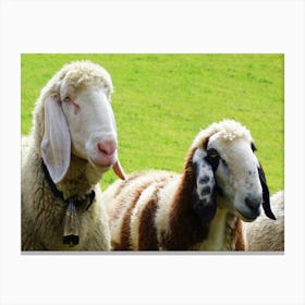 Sheep In A Field Canvas Print