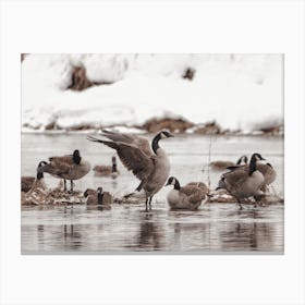 Canadian Geese In Winter Canvas Print