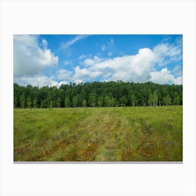Field With Grass And Trees Canvas Print