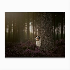 Australian Shepherd In The Woods- Scotland Highland UK dog photo print - moody animal photography Canvas Print