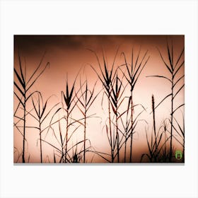Silhouette Of Tall Grasses 20220228 93ppub Canvas Print