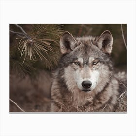 Gray Wolf In Forest Canvas Print