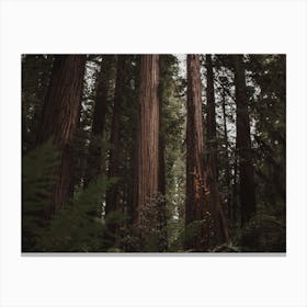 Sequoia Forest Canvas Print
