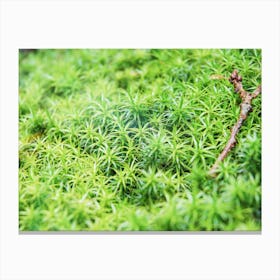 Forest of Moss Canvas Print