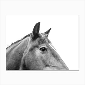 Horse's Head 1 Canvas Print