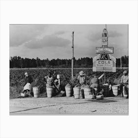 String Bean Pickers Waiting Along Highway For Trucks To Pick Them Up Near Gibson, Louisiana By Russell Lee Canvas Print