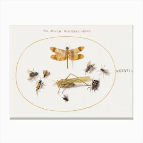 Dragonfly, A Grasshopper, Houseflies, A Carrion Beetle, A Flower Longhorn Beetle, And Other Insects (1575–1580), Joris Hoefnagel Canvas Print