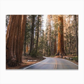 Redwood Road Canvas Print