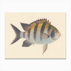 Unidentified Fish, Luigi Balugani (15) Canvas Print