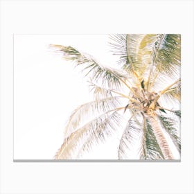 Warm Summer Palm Tree Canvas Print