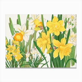 Daffodils 5 Canvas Print