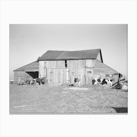Barns And Cows On Frank Armstrong S Farm Near Marseilles, Illinois, Landlord Intends To Replace These Barns By Canvas Print