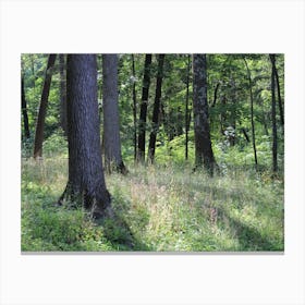 Forest on the Hudson Canvas Print