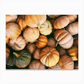 Small Pumpkins Canvas Print