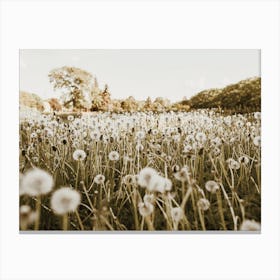 Dandelion Scenery Canvas Print