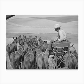 Mule Skinner And His Team In Wheat Fields In Walla Walla County, Washington By Russell Lee Canvas Print