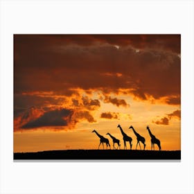 Five Giraffes Canvas Print