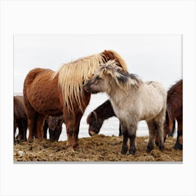 Iceland horses 1 Canvas Print