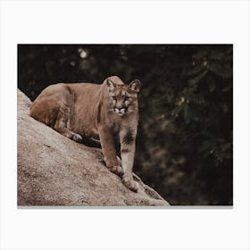 Ready To Pounce Canvas Print