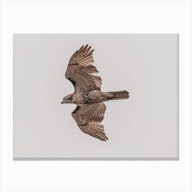 Coopers Hawk Overhead Canvas Print