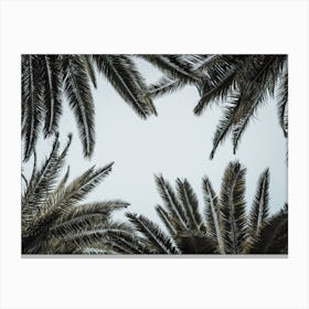 Palm Tree Grove Canvas Print